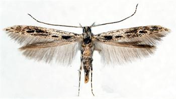 کرم میوه‌خوار خرما